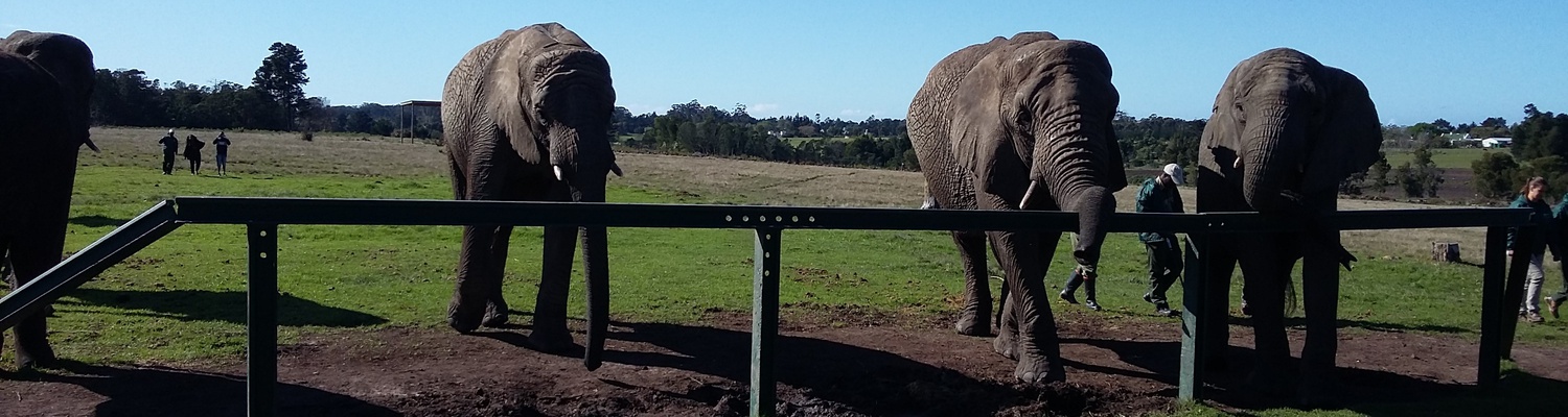 Knysna Elephant Park, feed the elephants, elephant walk